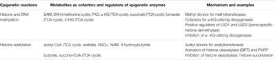 Epigenetic, Metabolic, and Immune Crosstalk in Germinal-Center-Derived B-Cell Lymphomas: Unveiling New Vulnerabilities for Rational Combination Therapies